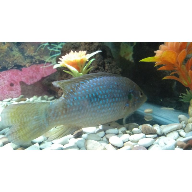 

ikan jawa