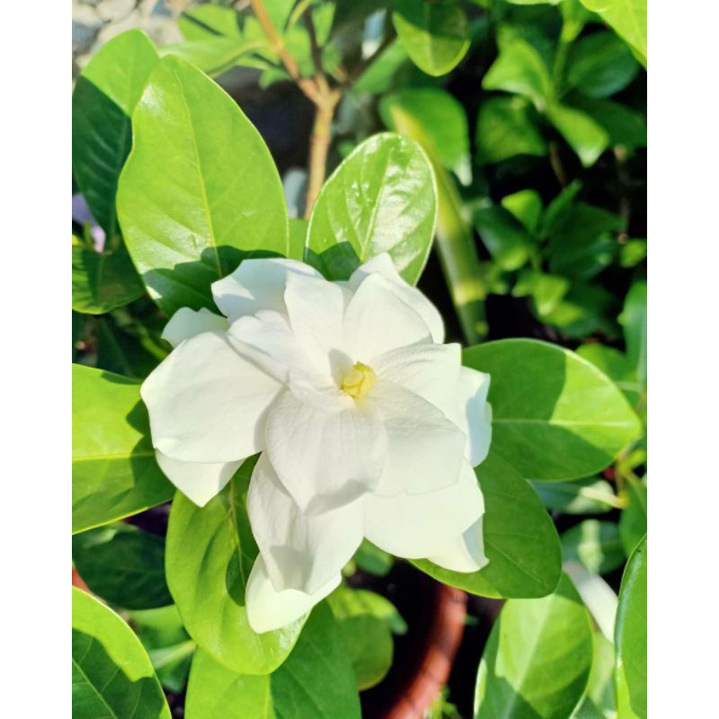 TANAMAN HIAS GARDENIA JESMINOIDES