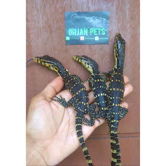 Varanus salvator ( baby )