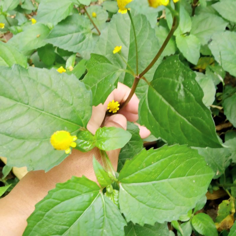 

Jual Jotang segar per 300 gram