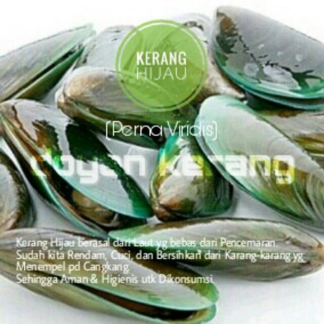 KERANG HIJAU MENTAH - FRESH