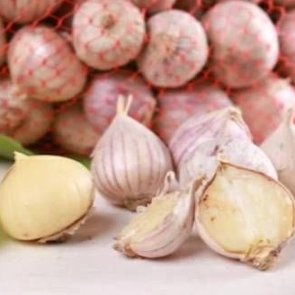 

bawang putih tunggal kulit putih 1kilo super