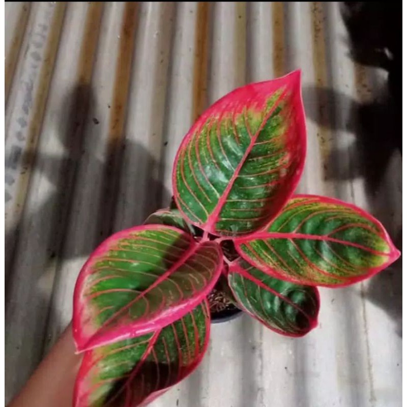 tanaman hias bibit aglonema kanza