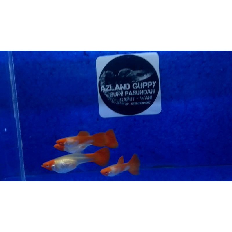 albino koi gen king koi red ear