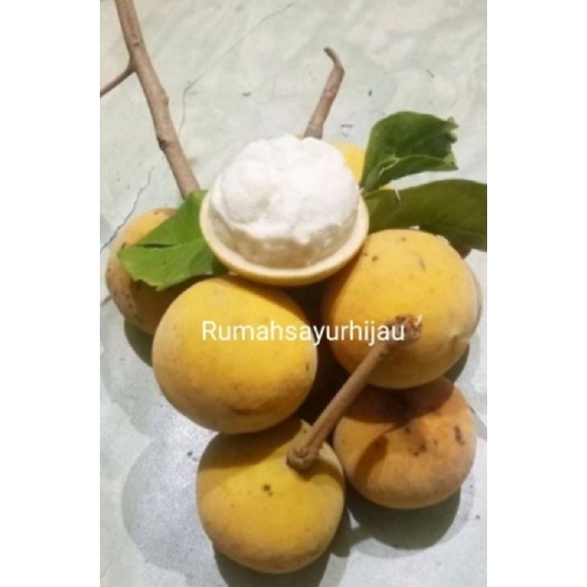 

Buah Kecapi / Buah Ketapi Per Pcs isi 10 biji