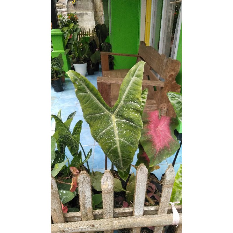 

keladi kuping keledai