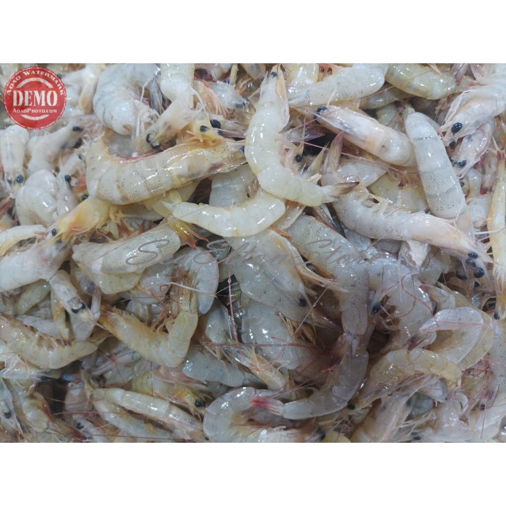 

Udang Sayur Segar