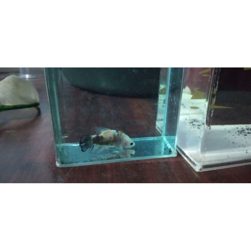 ikan cupang black koi GIANT BO 5up