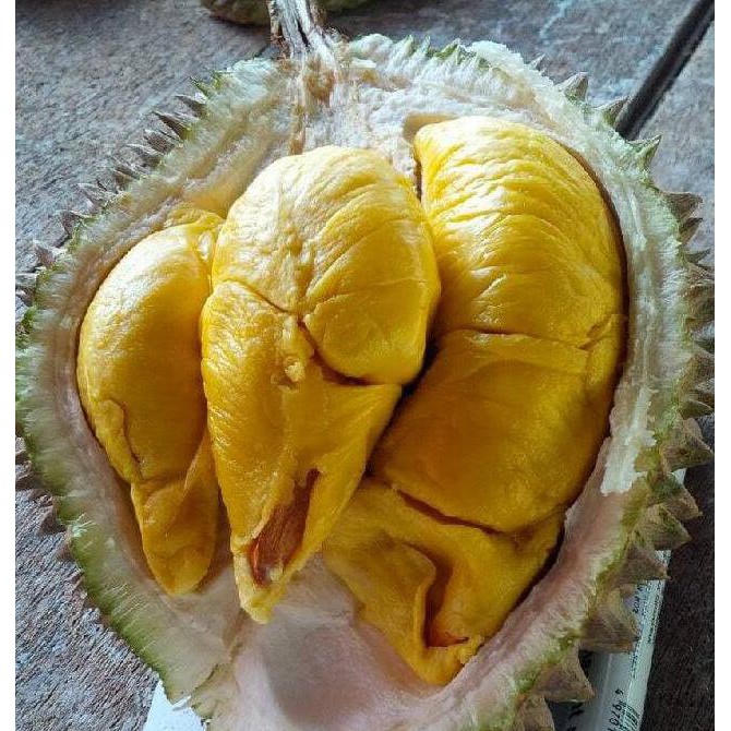 unggulan durian musang king / bibit pohon buah duren malaysia asli
