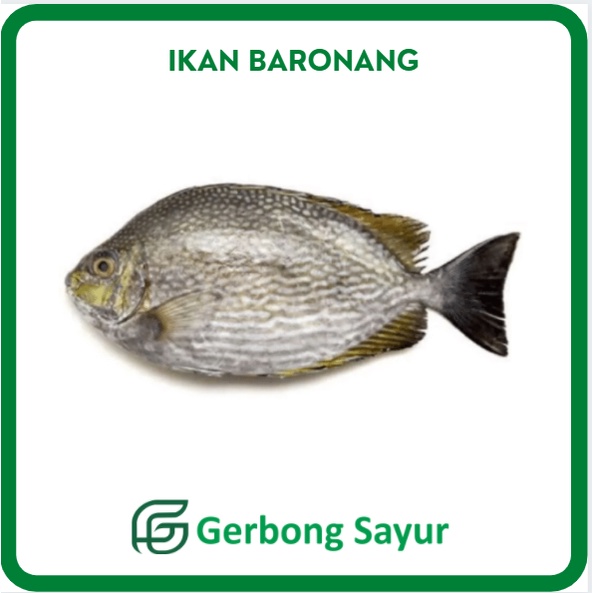

Ikan Baronang Segar - 1 Kg