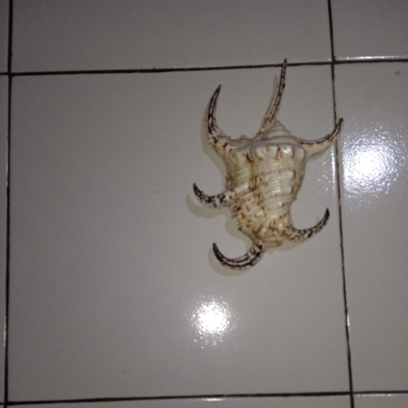 Cangkang kerang LAMBIS SCORPIUS tanggung