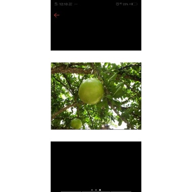 buah majapahit buah bernuk