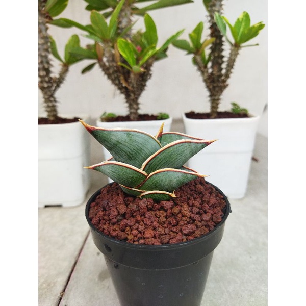 Tanaman sansiveria Rorida