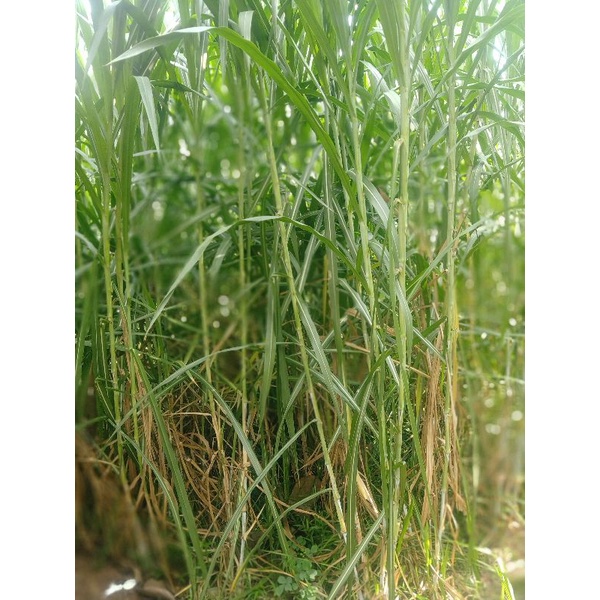 Bibit Rumput Pakchong & Gama Umami