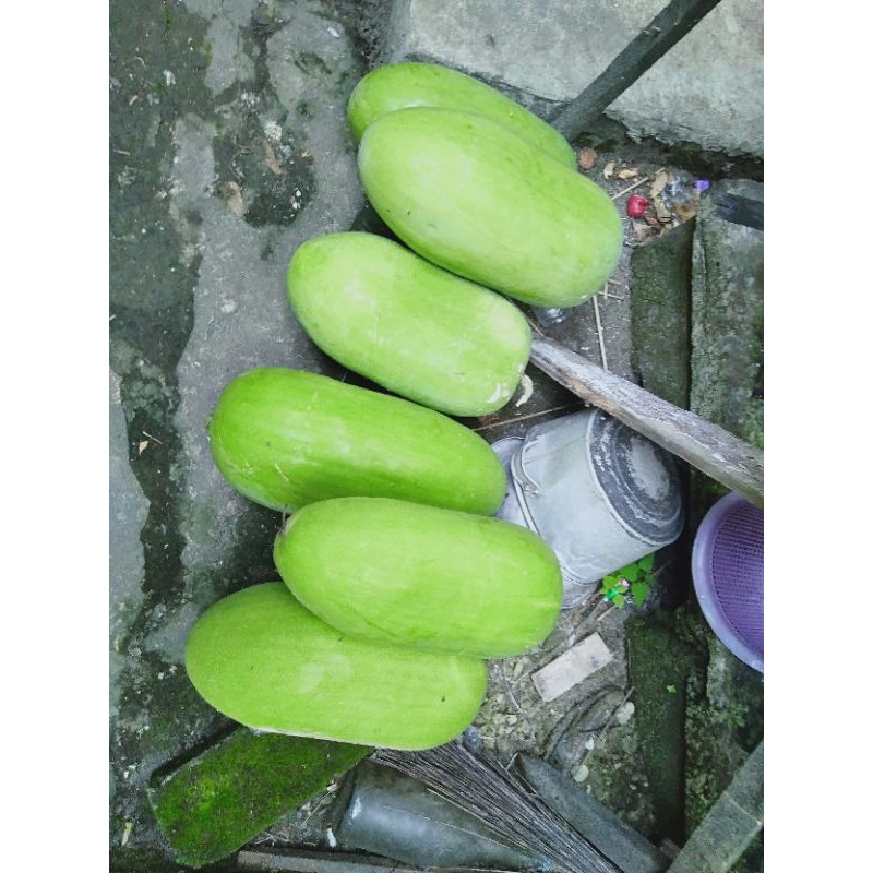 

BELONCENG/ WINTER MELON/ BLIGO
