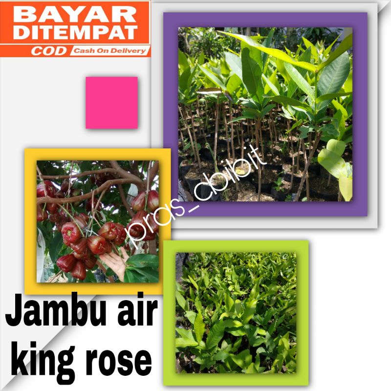 Bibit jambu air king rose hasil okulasi