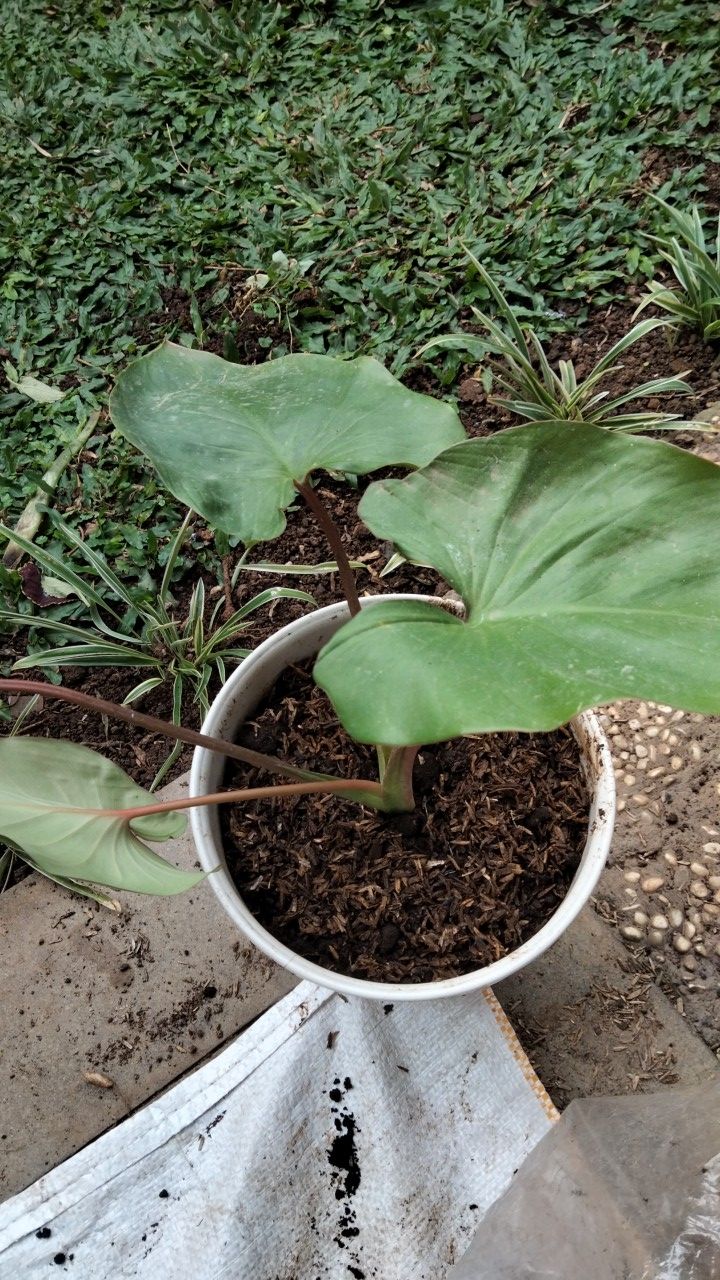 Tanaman Hias Alocasia Homalomena Rubescens