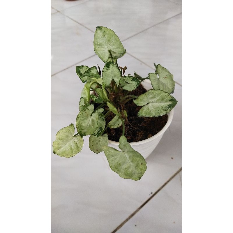 Syngonium Liliput/ Syngonium Mini