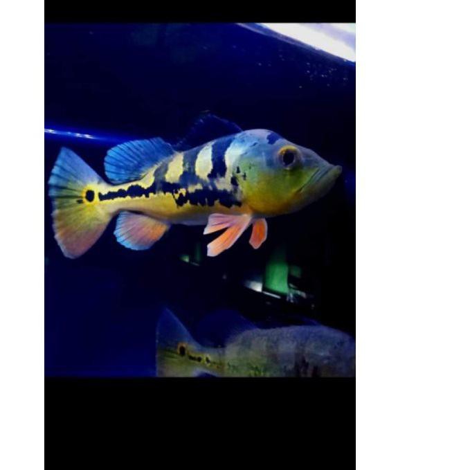 Jual Flash Sale Kode Peacockbass Monoculus Pbass Mono Size Cm Shopee Indonesia