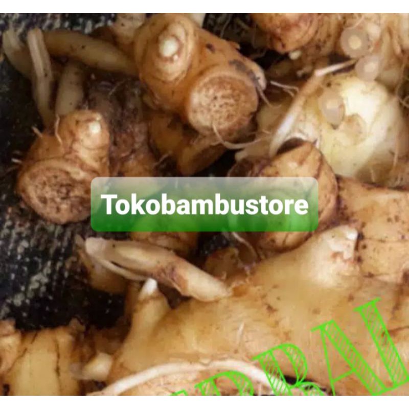 

Rimpang bangle segar 150 gram segar asli-az