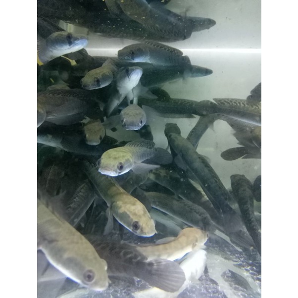 yellow Sentarum 20cm