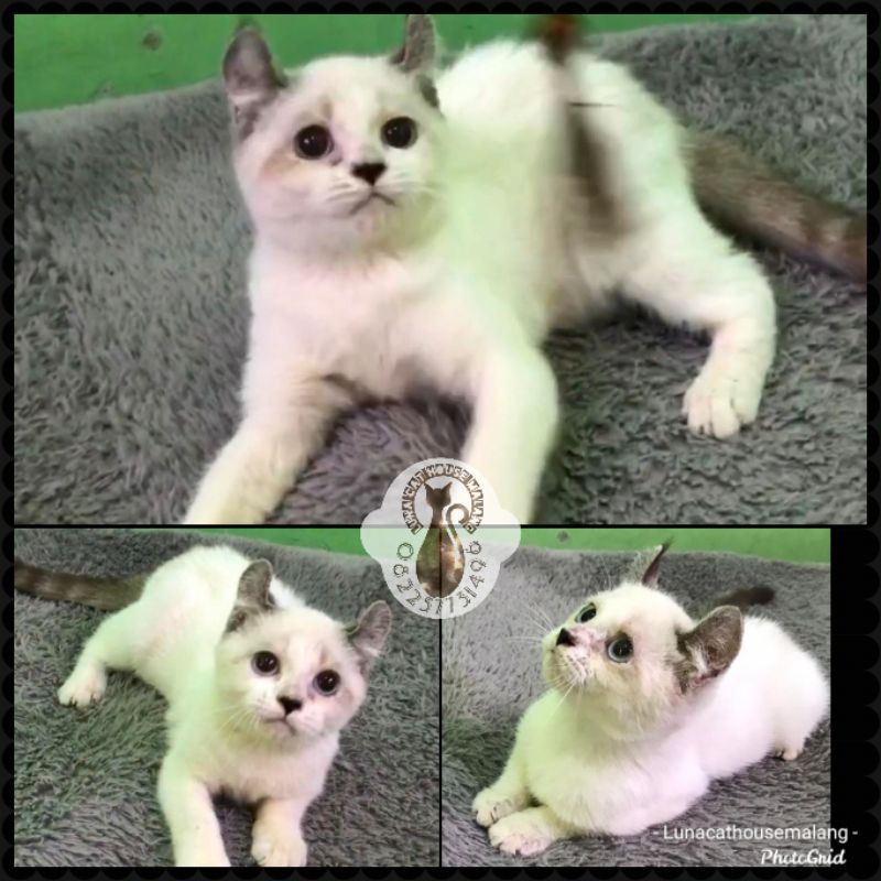 Kucing American Curl
