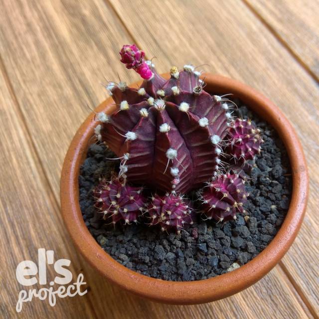 Gymnocalycium mihanovichi ungu / kaktus ownroot besar / kaktus siklam dan pot terakota / pot clay