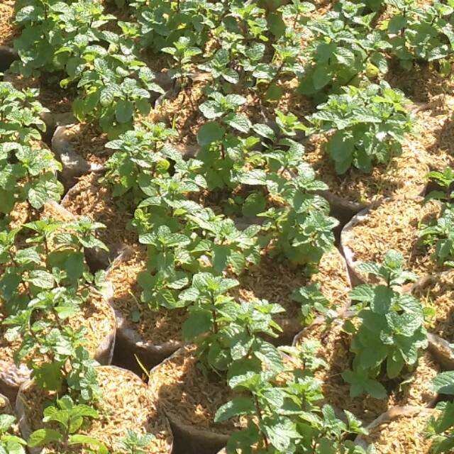 

daun mint
