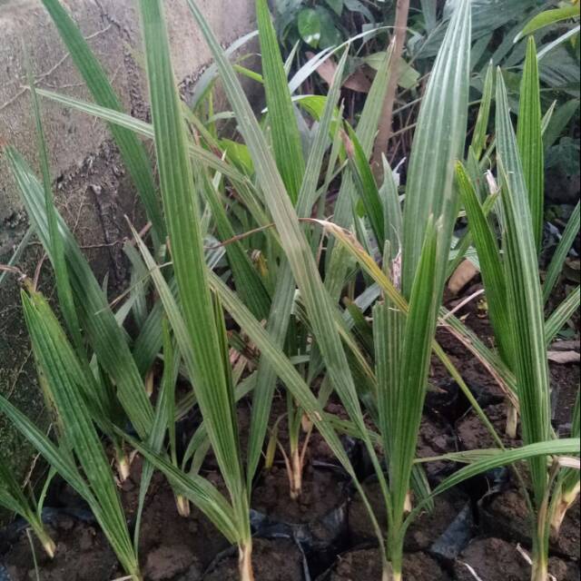 Bibit Tanaman Kurma H1 Tropis Cepat Berbuah