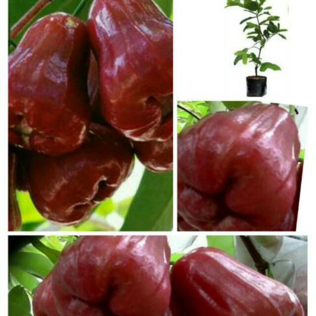 Bibit jambu air madu merah.