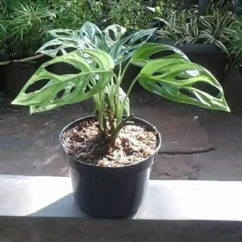 Tanaman hias janda bolong / monstera janda bolong