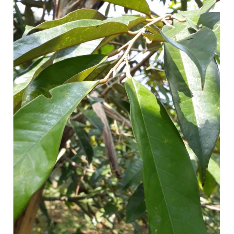 entres durian musangking