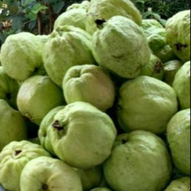 

Jual lemon california dan jambu crystal
