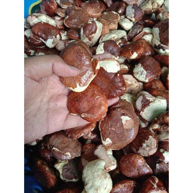 buah gayam masih mentah