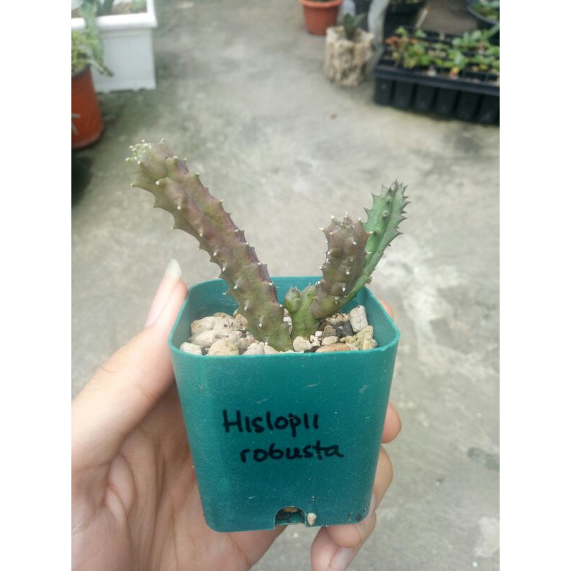 

huernia hislopii v. robusta
