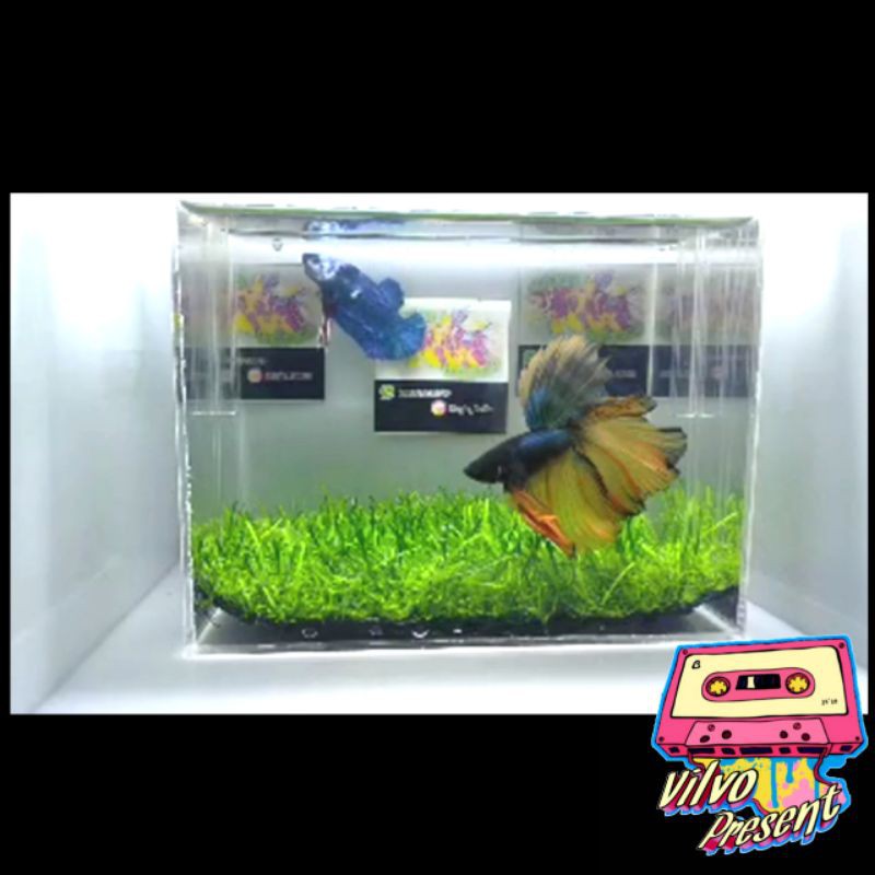 Original✓ Box Studio Cupang hias, Live/Lelang ikan Cupang, Shoot video Cupang, Aklirik Ikan Cupang