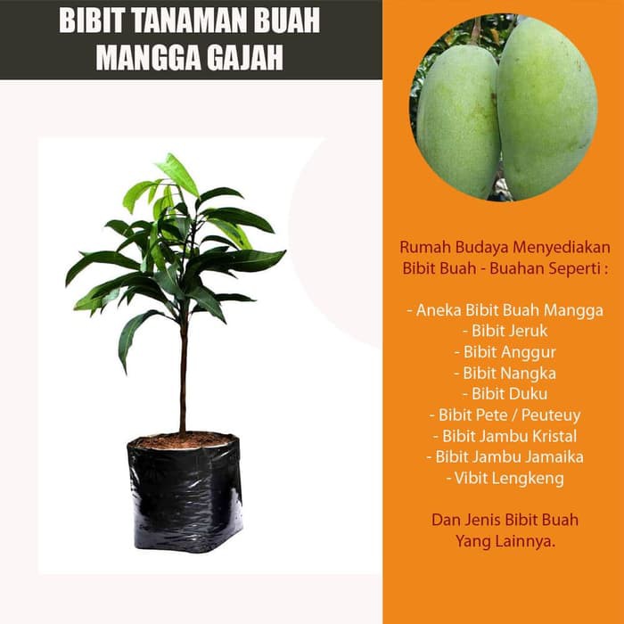 Bibit Tanaman Buah Mangga Gajah