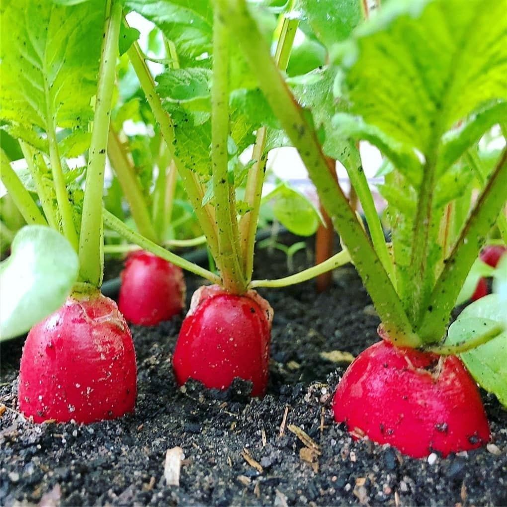 5 Benih Bibit Lobak Merah F1 Hibrida Rosy Sayuran Red Radish Known You Seed Tanaman Sayur Unggul