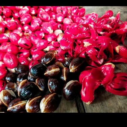 

BIBIT BENIH BUAH PALA UNGGUL matang dipohon bagus untuk bibit