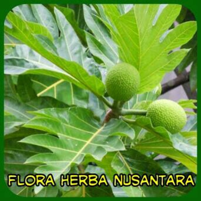 

Jual Daun Sukun Kulur Buah Roti Artocarpus Altilis By As