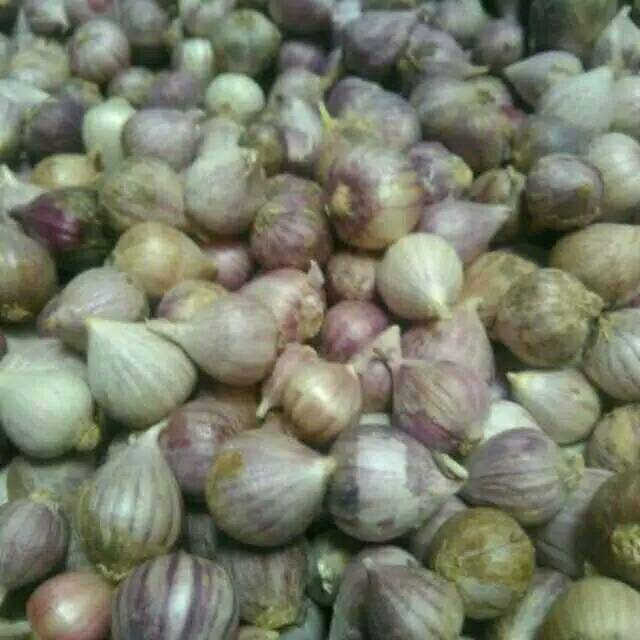 Bawang Putih Tunggal / Lanang 1Kg