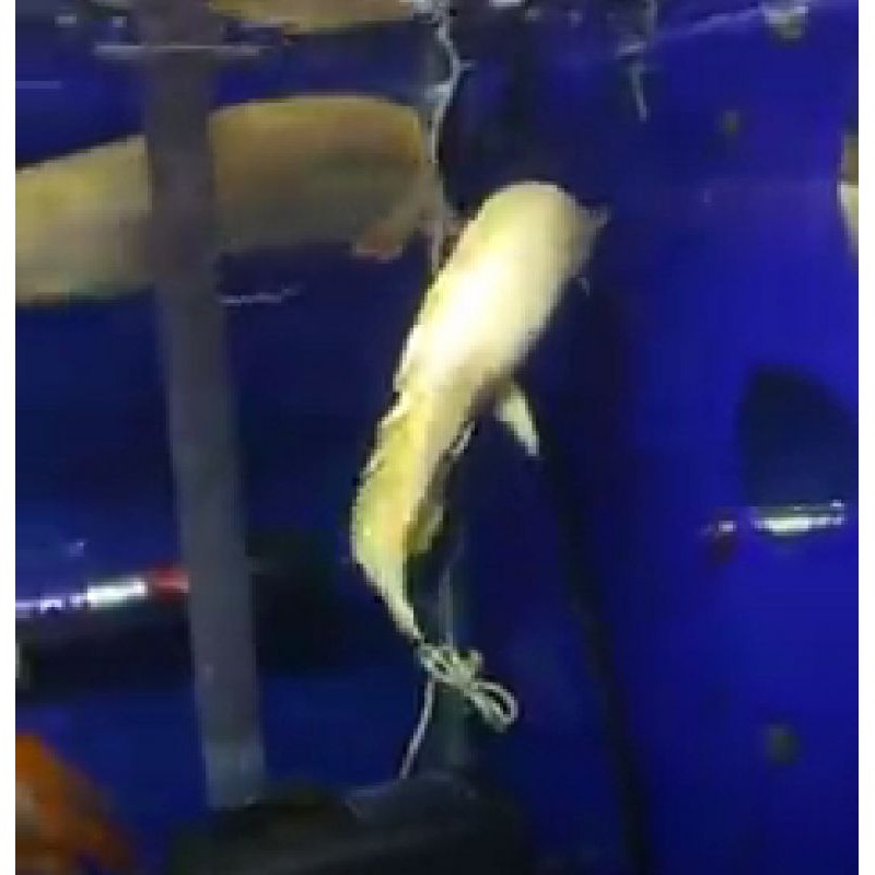 PALMAS endiceri kurleb 25cm