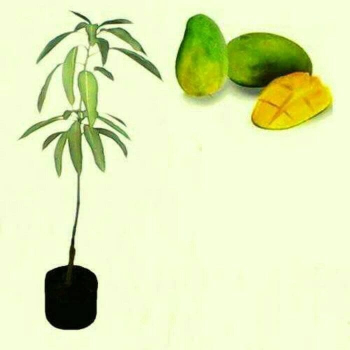 Bibit tanaman buah Mangga Gadung