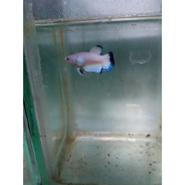 CUPANG BLUE RIM ANAKAN LINE THAILAND