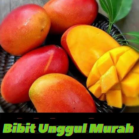 bibit mangga garifta merah