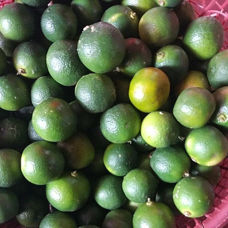 

Jeruk Sonkit / Jeruk Pontianak 1kg