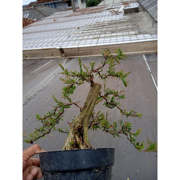 bonsai cendrawasih jadi tinggal pajang