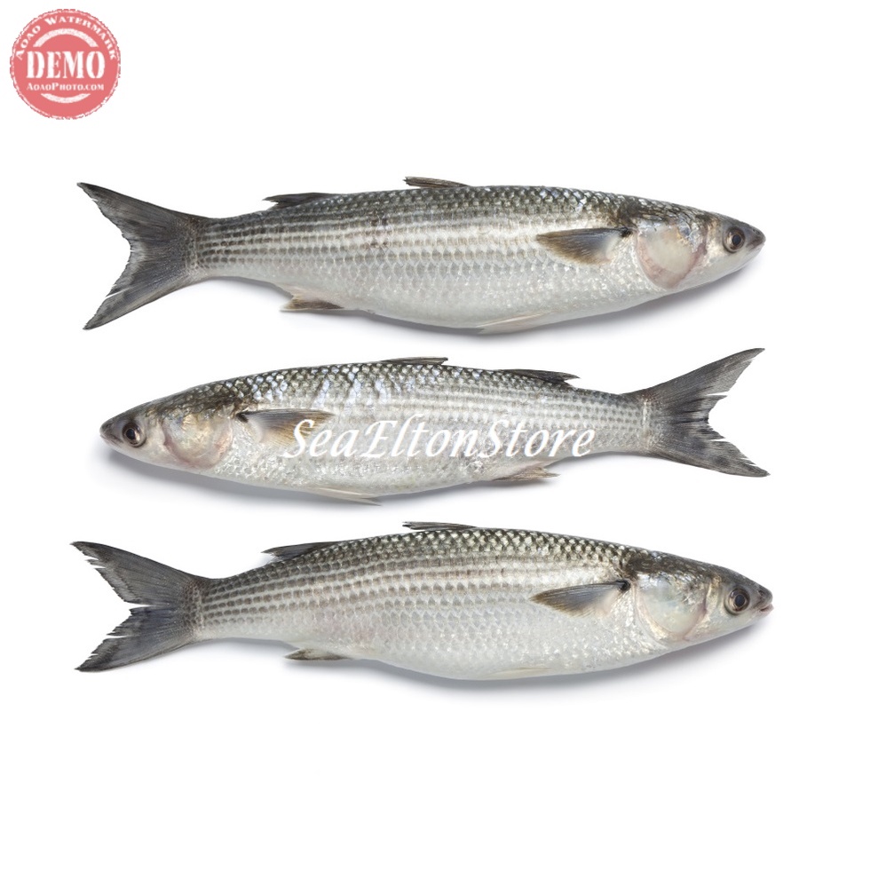 

Ikan Blanak Segar 1Kg // Ikan Segar Fresh Kualitas Garansi Segaro