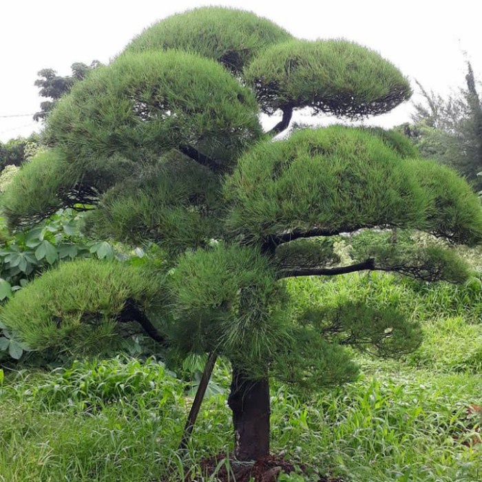 BONSAI CEMARA UDANG BERBAGAI UKURAN