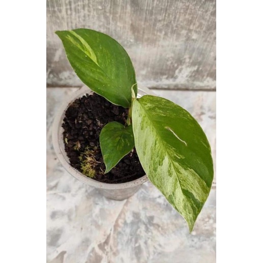 Raphidopora Varigata